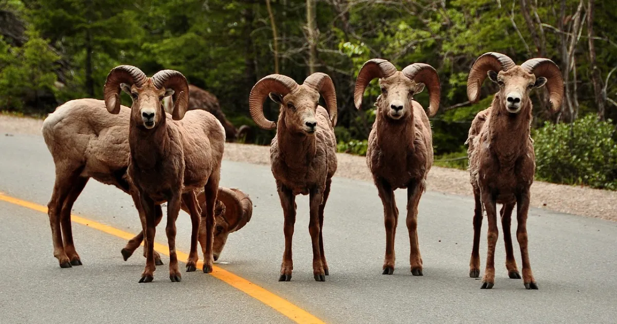 Aries and Cancer compatibility: armour on both sides