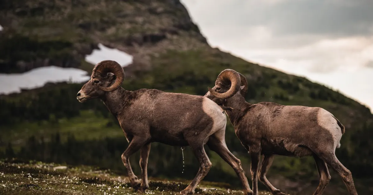 Aries and Gemini compatibility: fast talk, faster plans