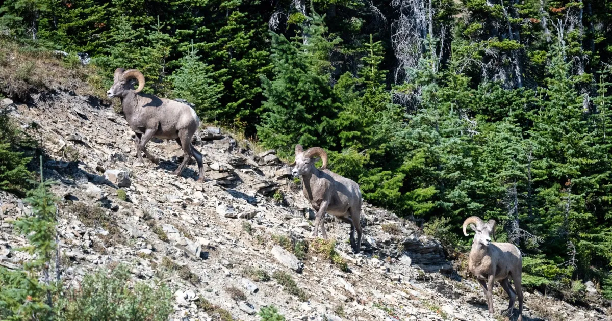 Aries and Taurus compatibility: the spark and the slow burn