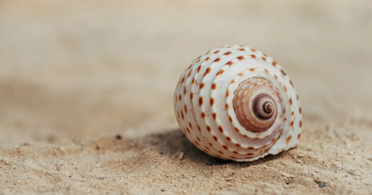 Cancer and Sagittarius compatibility: the nest and the open road