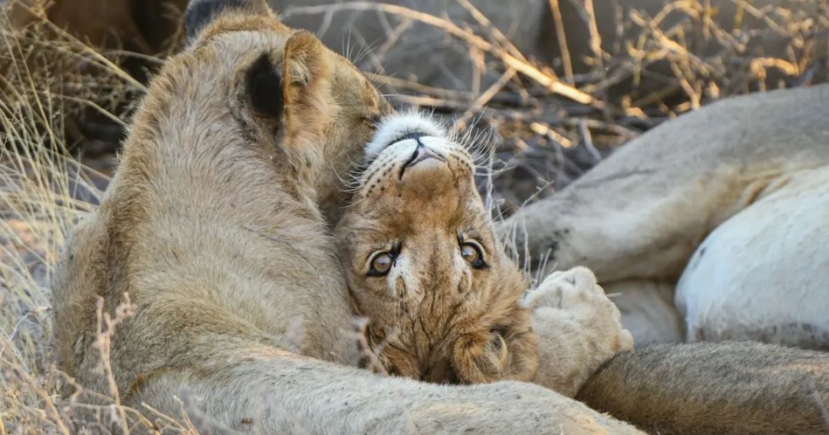 Leo and Leo compatibility: two suns, one sky
