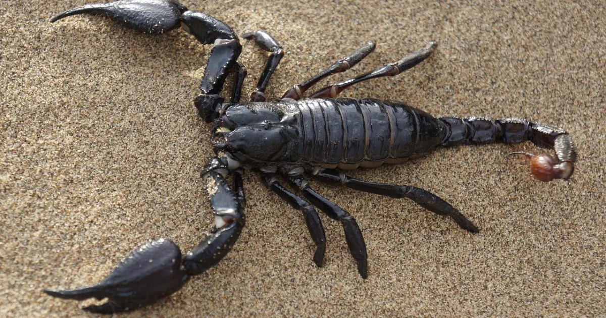 Mars in Scorpio: will that does not bend