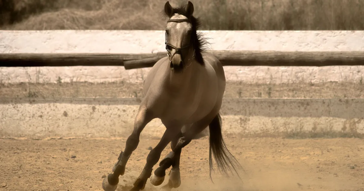 Moon in Sagittarius: happiest with room to roam