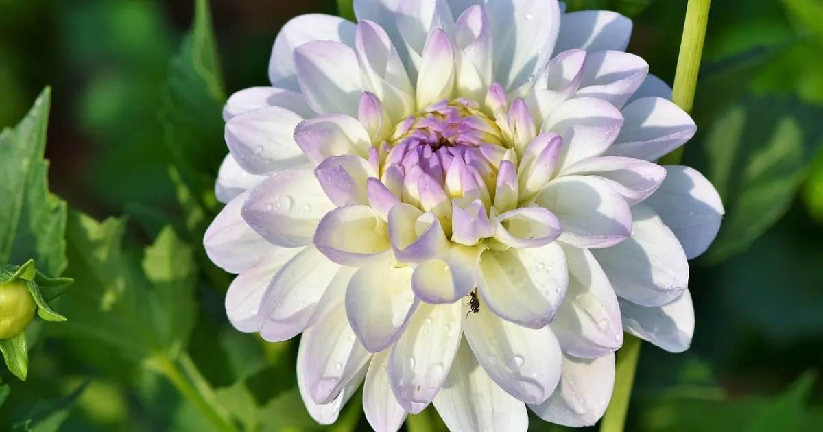 Neptune in Taurus: dreams you can hold in your hands
