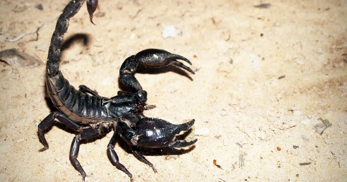 Saturn in Scorpio: endurance under pressure