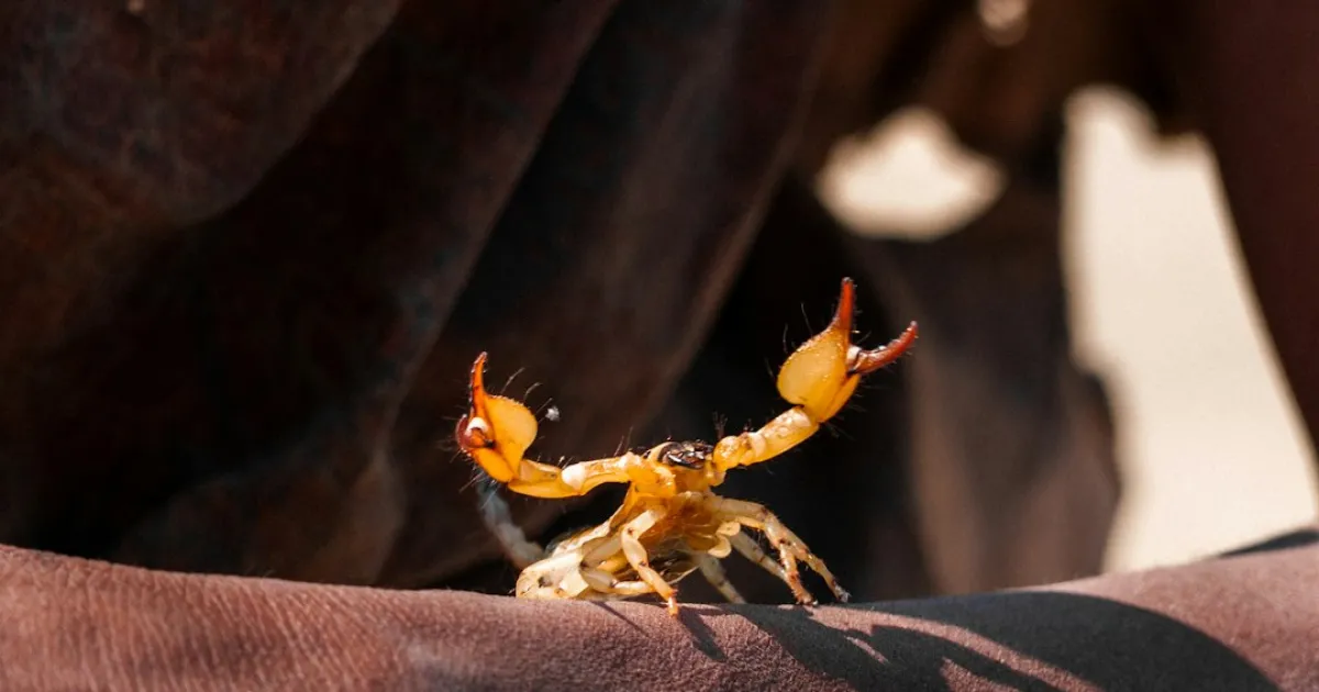 Scorpio and Scorpio compatibility: two locked doors, one key each