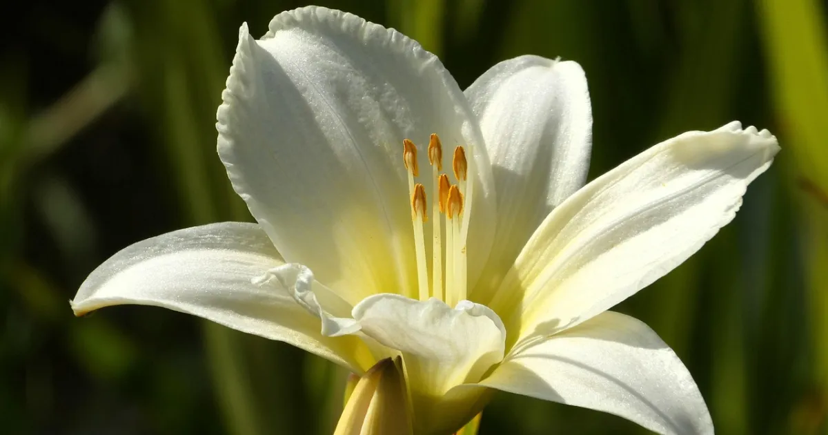Sun in Taurus: slow, sure and built to last