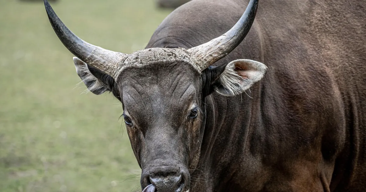 Taurus and Cancer compatibility: building a home that actually feels like one