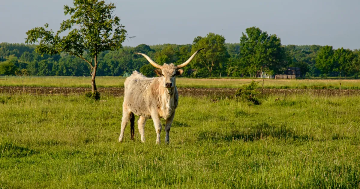Taurus and Gemini compatibility: the homebody and the explorer next door