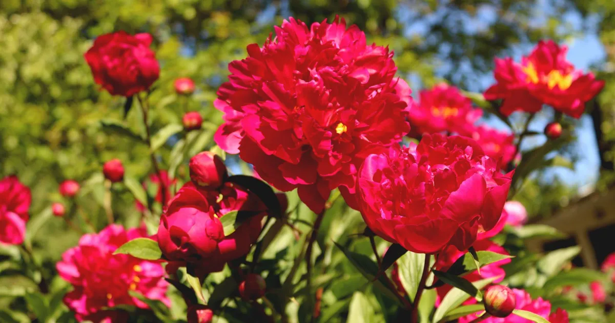 Taurus and Pisces compatibility: where romance finds solid ground