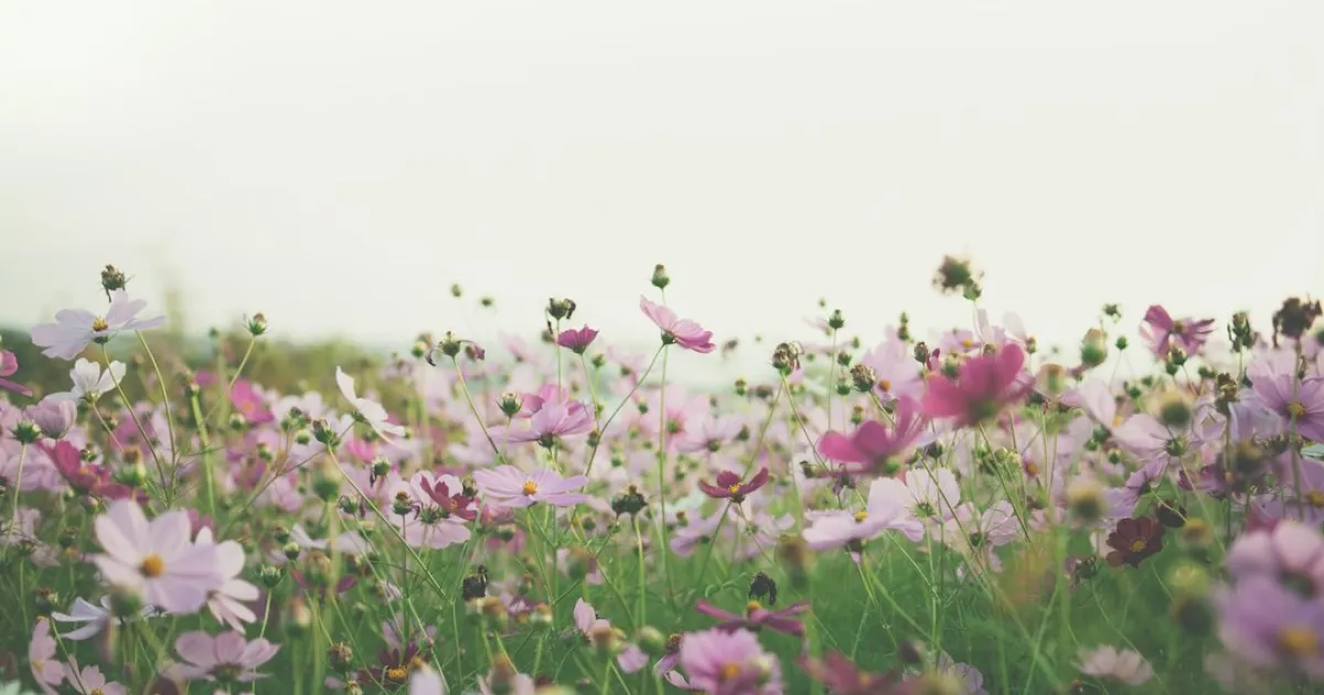 Taurus and Scorpio compatibility: the magnetic pull of opposites