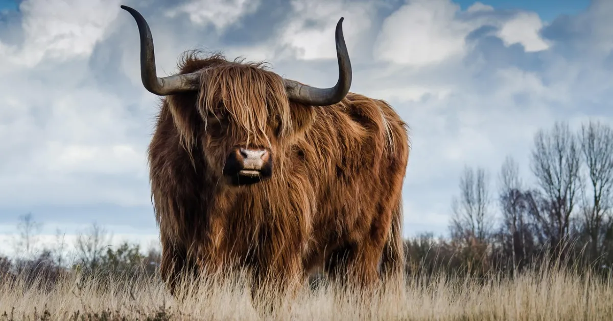 Taurus and Taurus compatibility: two anchors in the same harbour