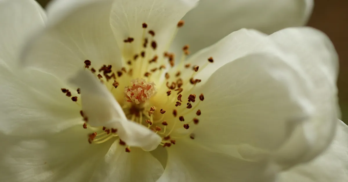 Venus retrograde and Mars retrograde: what they are and how to read them