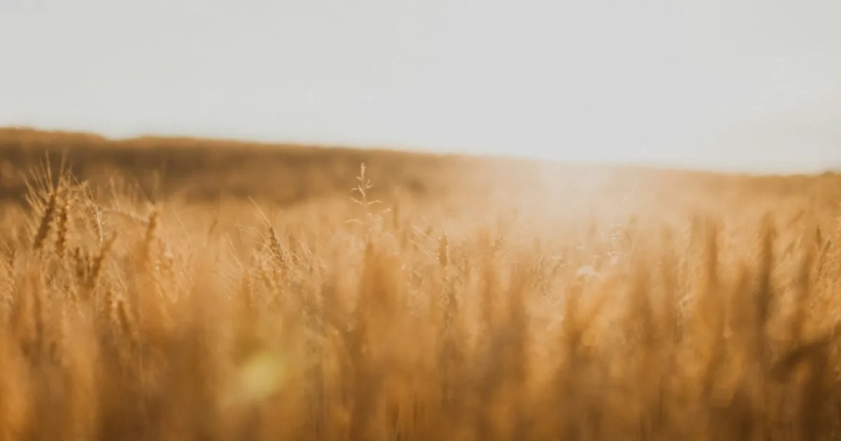 Virgo and Pisces compatibility: the pull between order and surrender